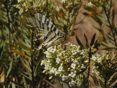 Iphiclides feisthamelii
