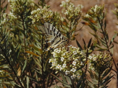 Iphiclides feisthamelii