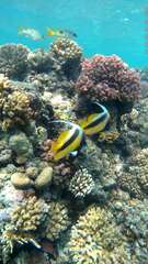 Heniochus intermedius