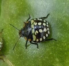 Nezara viridula