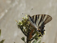 Iphiclides feisthamelii