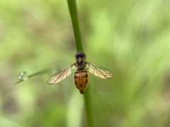 Toxomerus floralis