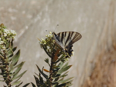 Iphiclides feisthamelii