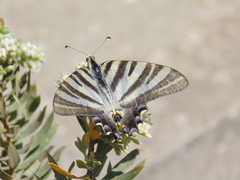 Iphiclides feisthamelii