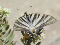 Iphiclides feisthamelii