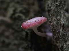 Mycena roseilignicola