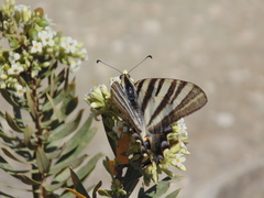 Iphiclides feisthamelii