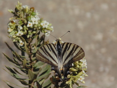 Iphiclides feisthamelii