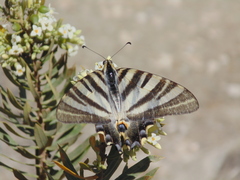Iphiclides feisthamelii