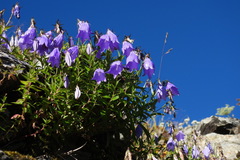 Adenophora morrisonensis