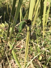 Erythemis vesiculosa
