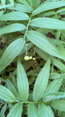 Maianthemum stellatum