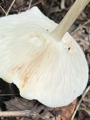 Agaricaceae