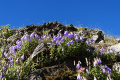 Adenophora morrisonensis