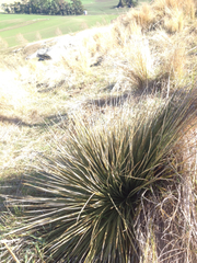 Aciphylla subflabellata