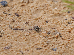 Cicindela repanda
