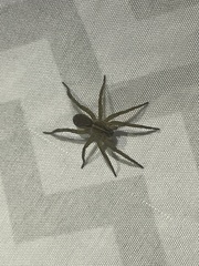 Tigrosa helluo