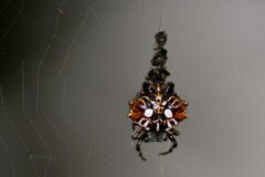 Thelacantha brevispina