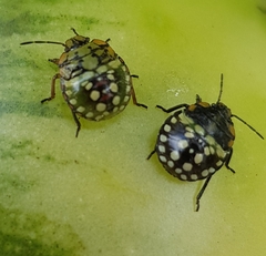 Nezara viridula