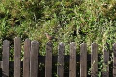 Trochalopteron morrisonianum