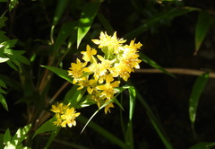Solidago decurrens
