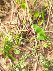 Coccinella transversalis