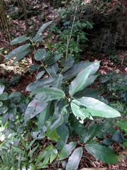 Ficus cumingii terminalifolia