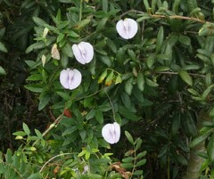 Centrosema arenicola