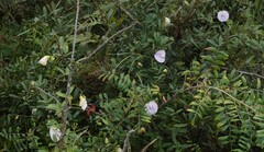 Centrosema arenicola