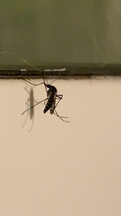 Aedes albopictus