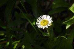 Erigeron morrisonensis