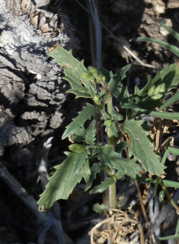 Image of Salvia subincisa by (c) bmasinton, some rights reserved (CC BY-SA)