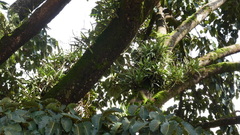 Polystachya golungensis