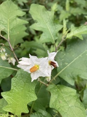 Solanum carolinense