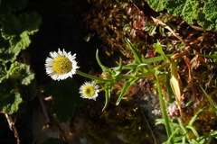 Erigeron morrisonensis