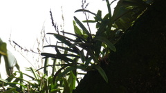 Polystachya golungensis