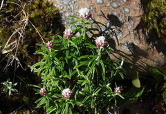 Anaphalis morrisonicola