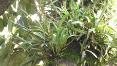 Polystachya golungensis