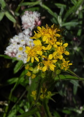 Solidago decurrens