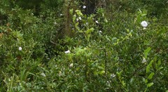 Centrosema arenicola