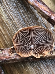 Deconica horizontalis