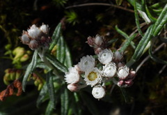 Anaphalis morrisonicola