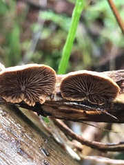 Deconica horizontalis