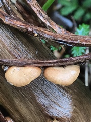 Deconica horizontalis