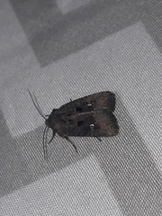 Lacinipolia renigera