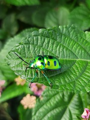 Chrysocoris purpureus