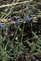 Salvia subincisa