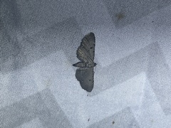 Eupithecia absinthiata