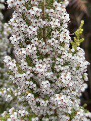 Erica scabriuscula