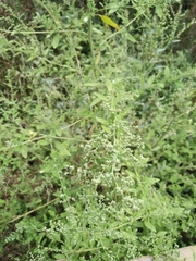 Chenopodium ucrainicum